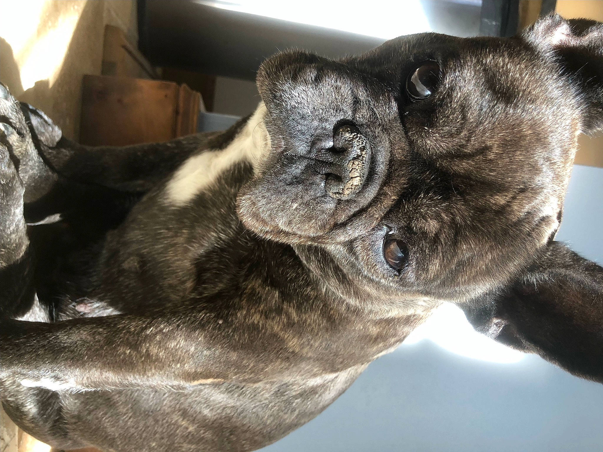 Inouk a rejoint le concours — aidez-le/la à gagner de superbes lots ! canidae, carnivore, companion_dog, dog, dog_breed, ear, fawn, fur, guard_dog, non_sporting_group, paw, shipping_box, snout, sporting_group, terrestrial_animal, toy_dog, whiskers, working_animal, wrinkle