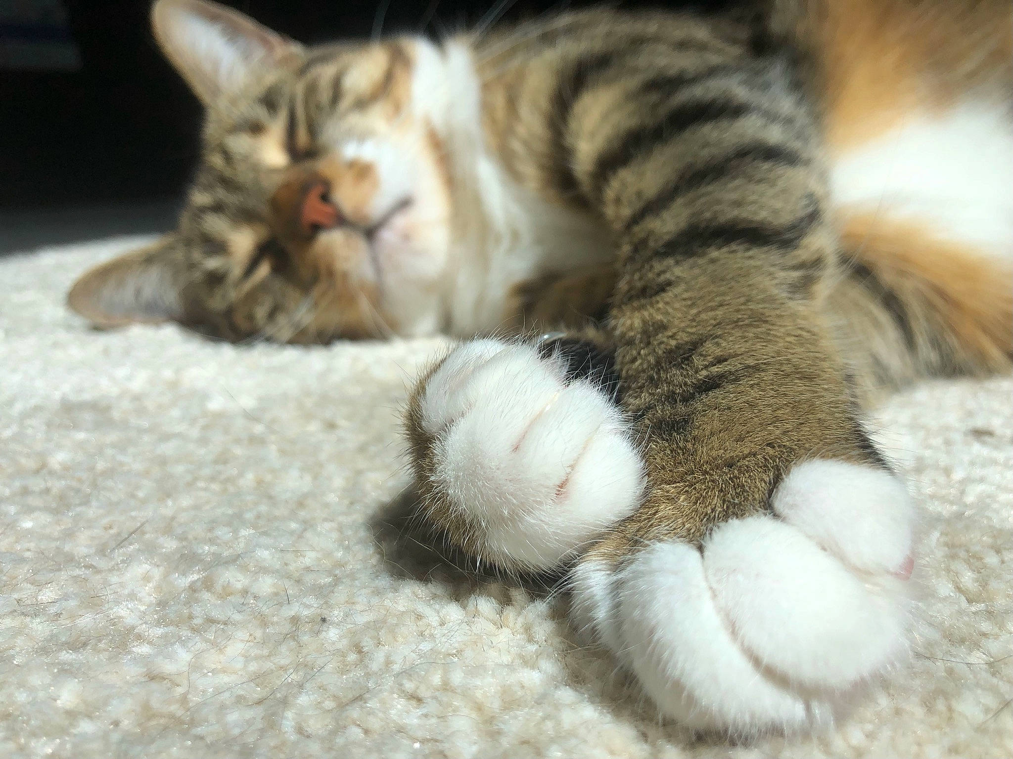 Churros participe au concours pour gagner de l'argent avec cette photo : carnivore, cat, claw, comfort, domestic_short_haired_cat, eye, fawn, felidae, fur, nap, paw, sleep, small_to_medium_sized_cats, snout, tail, terrestrial_animal, vertebrate, whiskers, wildlife