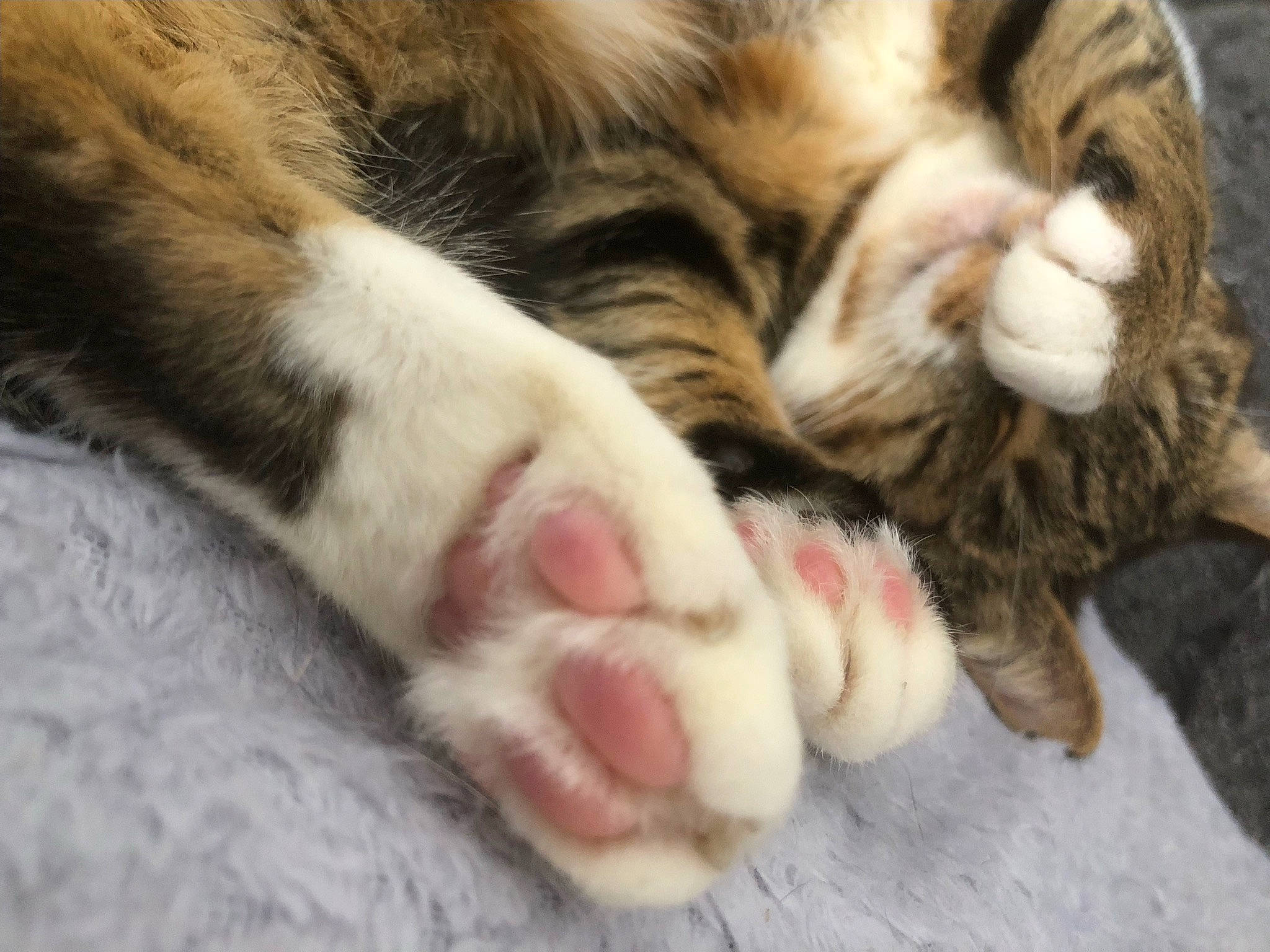 Churros a rejoint le concours — aidez-le/la à gagner de superbes lots ! carnivore, cat, claw, close_up, comfort, domestic_short_haired_cat, fawn, felidae, fur, nap, paw, sleep, small_to_medium_sized_cats, snout, tail, terrestrial_animal, whiskers