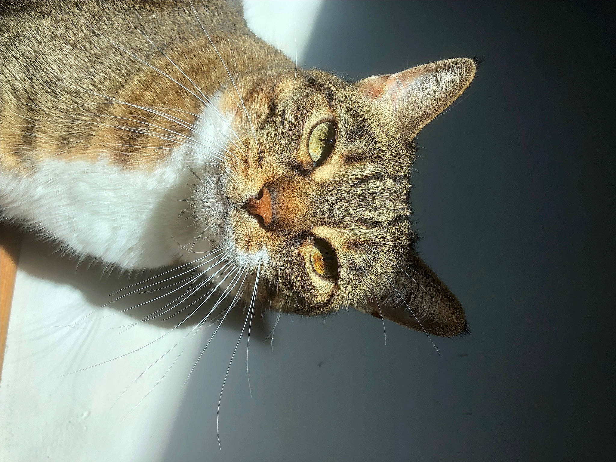 Churros a rejoint le concours — aidez-le/la à gagner de superbes lots ! carnivore, cat, claw, domestic_short_haired_cat, ear, eye, felidae, fur, macro_photography, paw, small_to_medium_sized_cats, snout, tail, terrestrial_animal, whiskers, wildlife