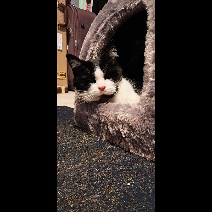 Valentine participe au concours pour gagner de l'argent avec cette photo : abyssinian, alley, alloywheel, angora, animal, car, cat, city, face, head, kitten, manx, person, pet, rabbit, road, sleeping, street, tarmac, urban