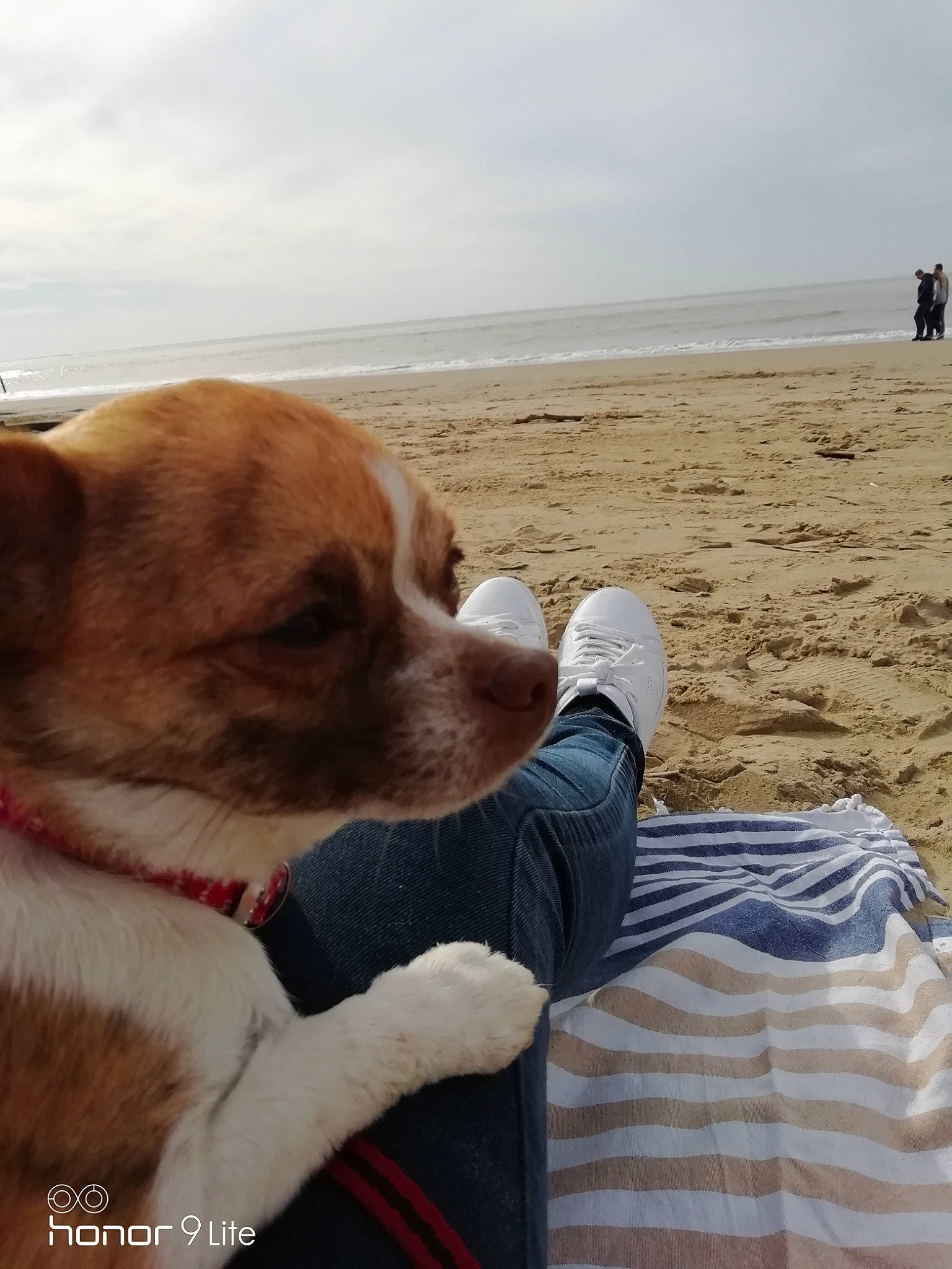 Opale a rejoint le concours — aidez-le/la à gagner de superbes lots ! beach, canidae, carnivore, companion_dog, dog, dog_breed, fawn, ocean, potcake_dog, sand, snout, sporting_group, vacation