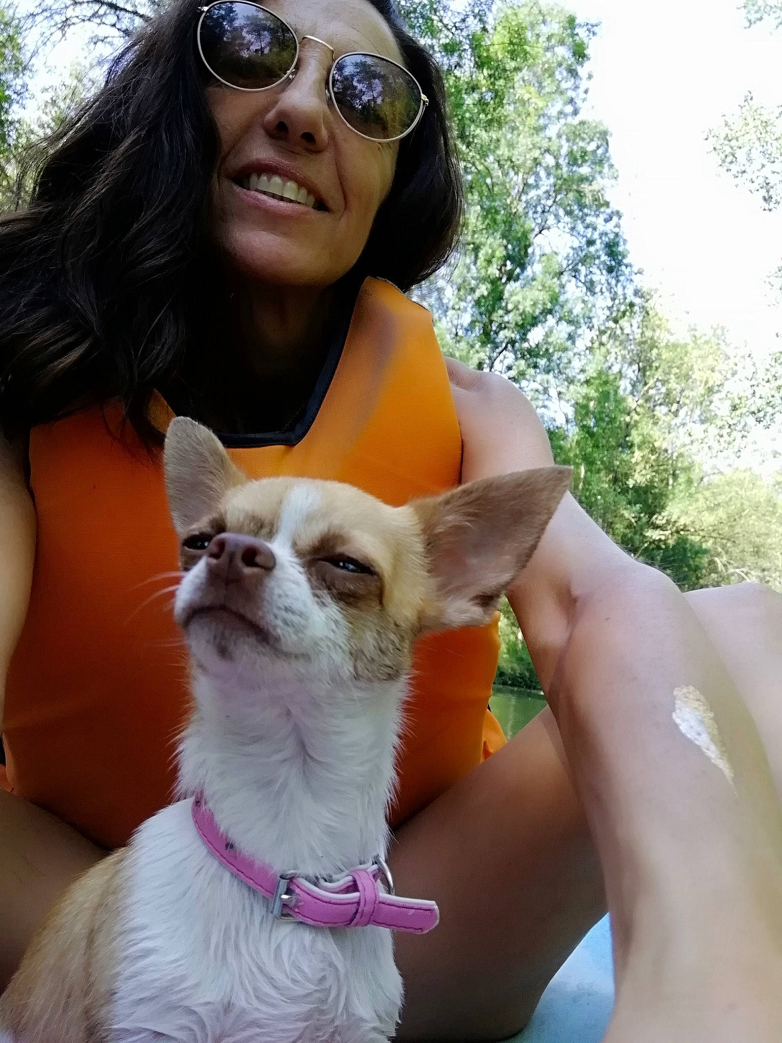 Opale a rejoint le concours — aidez-le/la à gagner de superbes lots ! canidae, carnivore, chihuahua, companion_dog, corgi_chihuahua, dog, dog_breed, ear, fawn, mammal, puppy_love, snout, sunglasses, toy_dog, toy_fox_terrier
