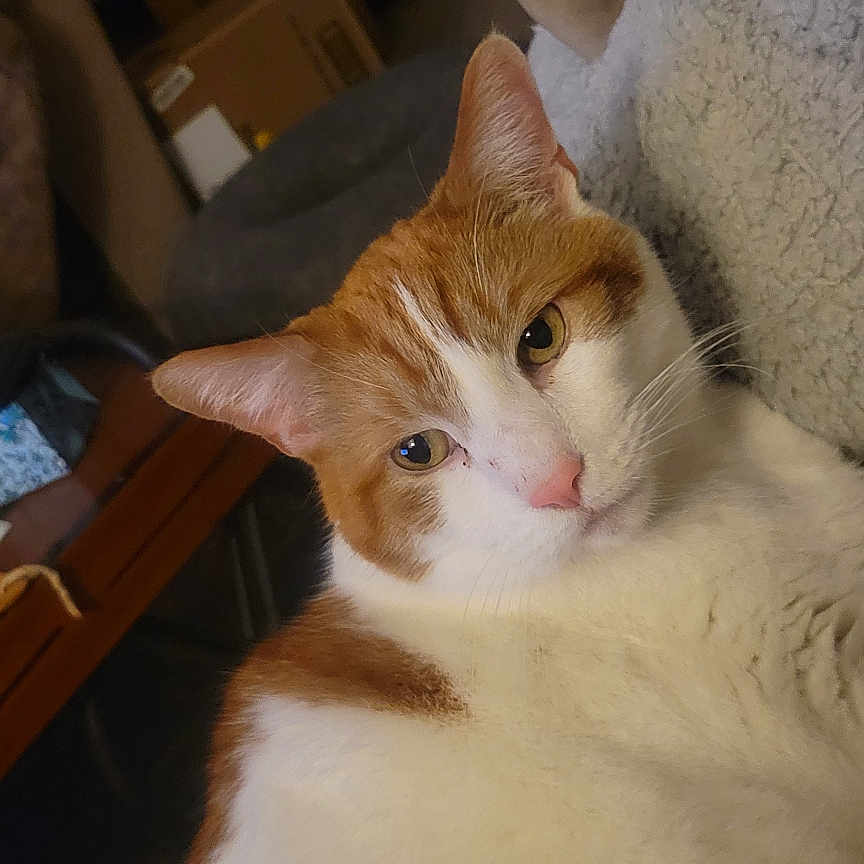 Balou is registered to the contest to win money with this photo: blanket, box, cat, cozy, cushion, domestic, ears, eyes, feline, fur, furniture, home, indoor, nose, orange_and_white, pet, relaxed, shelf, soft_texture, whiskers