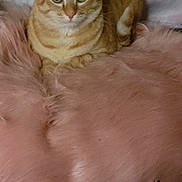 Jojo is registered to the contest to win money with this photo: animal, cactus, cat, closeup, comfortable, cozy, curious, domestic, feline, fluffy_cushion, fur, household_items, indoor, orange_tabby, pet, pink, plant, portrait, relaxed, sitting