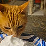 animal, cat, close_up, cozy, curious, domestic, domestic_cat, ears, food, furniture, home, indoor, mammal, orange_tabby, pet, plate, rug, sniffing, table, whipped_cream