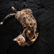 Baby joined the competition — help win amazing prizes! cat, tabby, pet, animal, feline, lying_down, upside_down, relaxed, whiskers, fur, bed, blanket, domestic, cute, looking_at_camera, indoor, resting, playful, sleepy, cozy