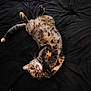 cat, tabby, pet, animal, feline, lying_down, upside_down, relaxed, whiskers, fur, bed, blanket, domestic, cute, looking_at_camera, indoor, resting, playful, sleepy, cozy
