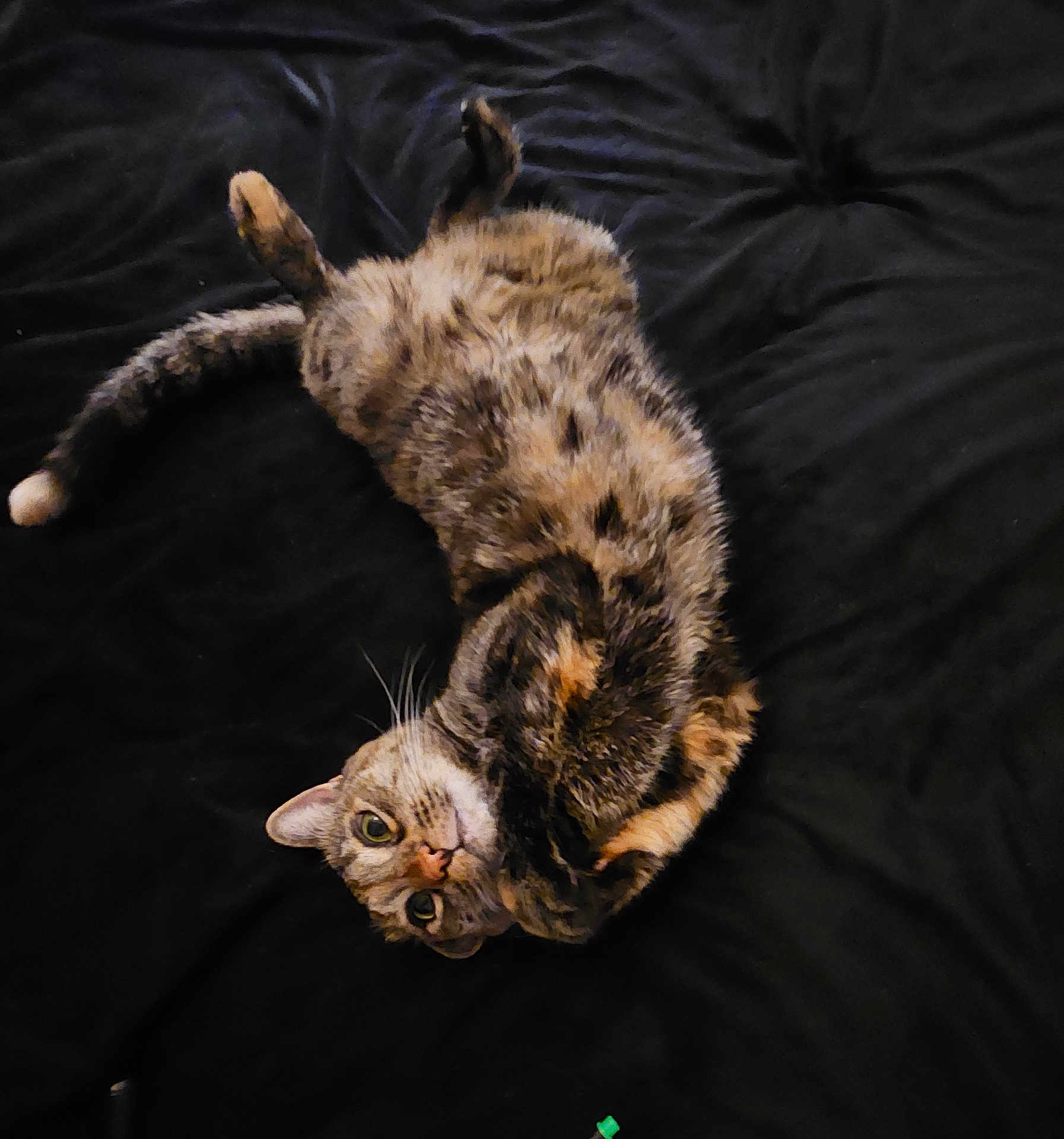 Baby joined the competition — help win amazing prizes! cat, tabby, pet, animal, feline, lying_down, upside_down, relaxed, whiskers, fur, bed, blanket, domestic, cute, looking_at_camera, indoor, resting, playful, sleepy, cozy