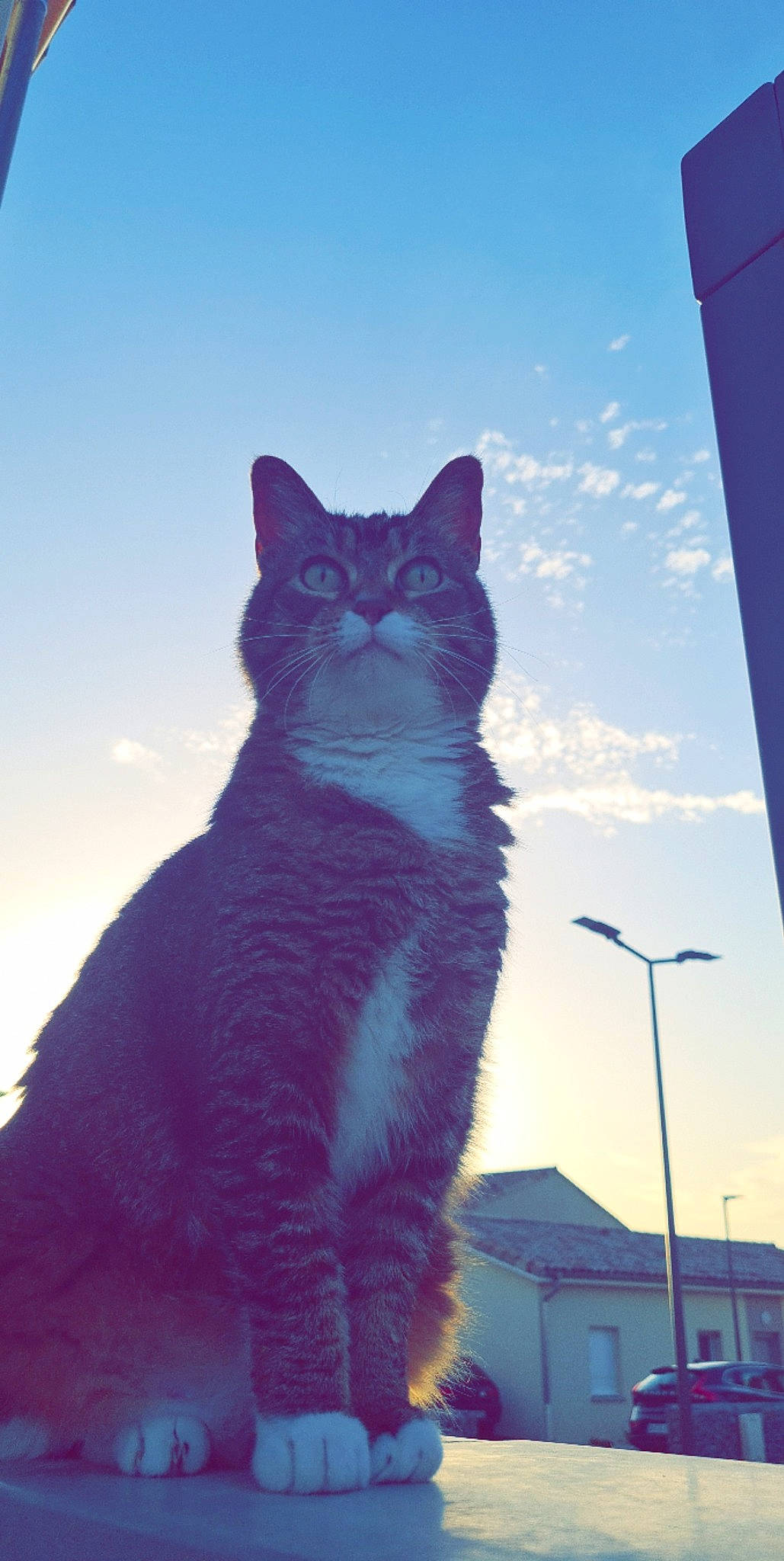 Nini participe au concours pour gagner de l'argent avec cette photo : azure, black_cat, blue, carnivore, cat, cloud, domestic_short_haired_cat, electric_blue, felidae, fur, magenta, shadow, sitting, sky, small_to_medium_sized_cats, snout, street_light, tail, whiskers, winter