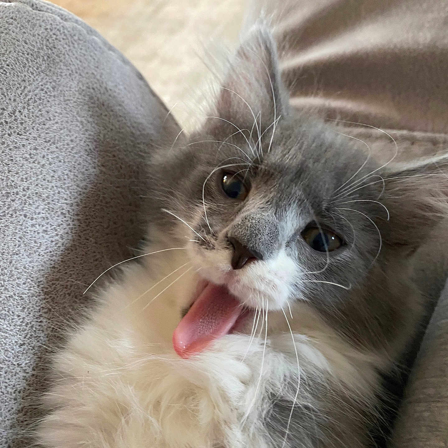 Riley is registered to the contest to win money with this photo: kitten, cat, gray, white, fluffy, tongue_out, whiskers, pet, cute, animal, close_up, fur, young_cat, relaxed, indoor, soft, cozy, playful, expression, comfort