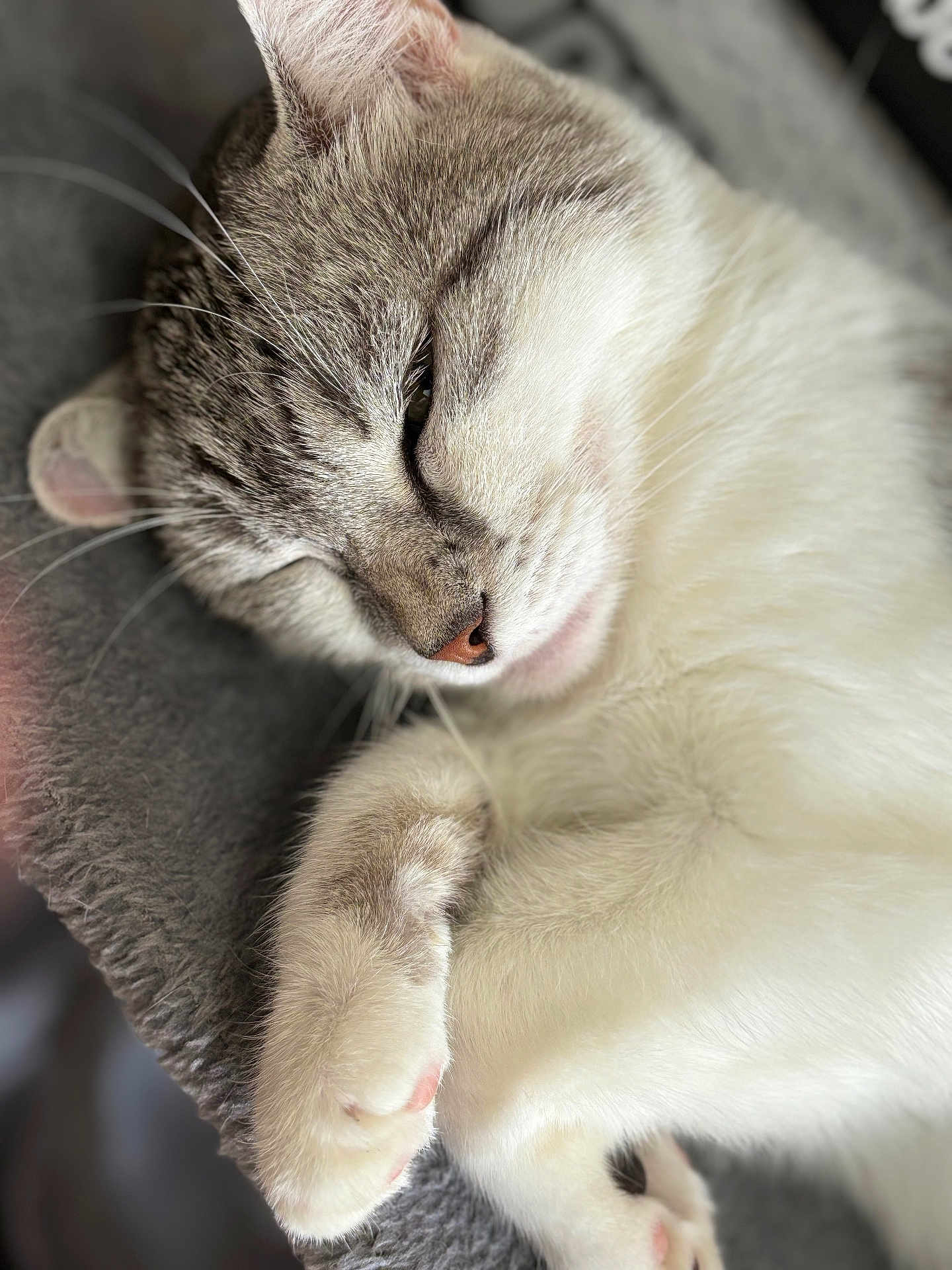 Mowgli a rejoint le concours — aidez-le/la à gagner de superbes lots ! abyssinian, angora, animal, bodypart, cat, kitten, manx, mouth, person, pet, siamese, sleeping