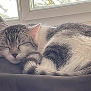 Mowgli a rejoint le concours — aidez-le/la à gagner de superbes lots ! abyssinian, animal, bed, blanket, cat, chair, couch, cushion, egyptiancat, furniture, homedecor, indoors, kitten, linen, manx, person, pet, quilt, siamese, sleeping