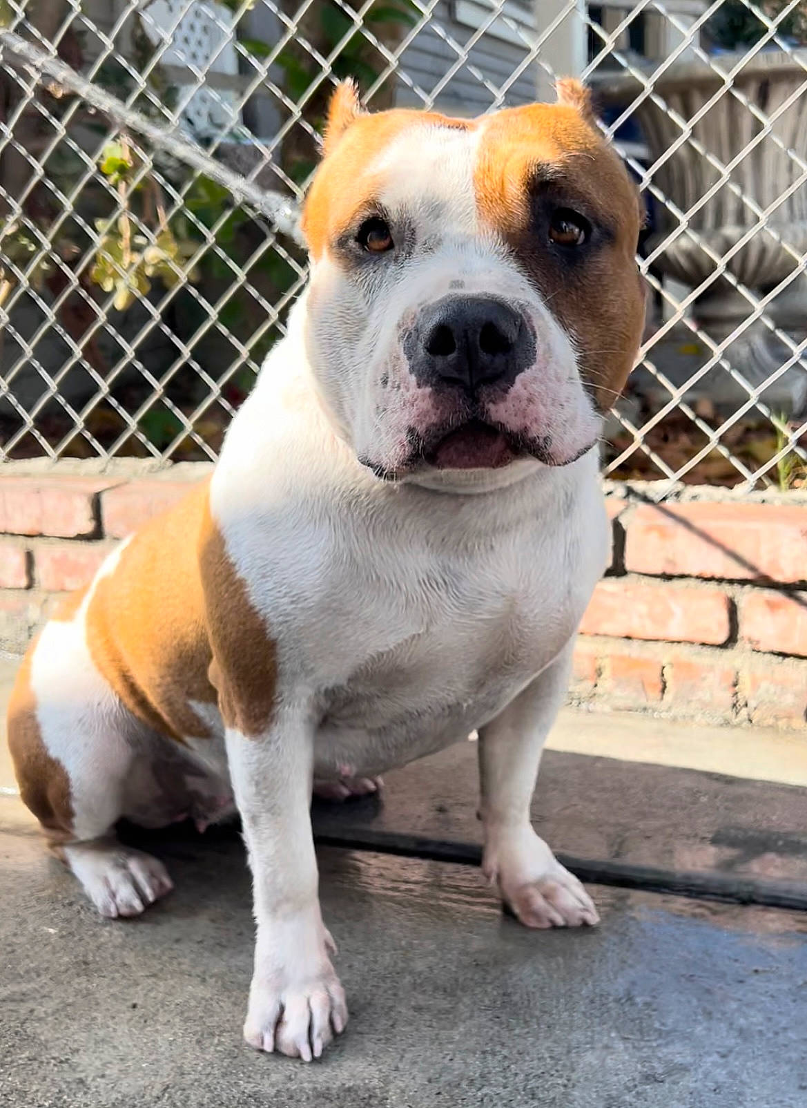 Taz is registered to the contest to win money with this photo: animal_shelter, bulldog, cage, canidae, carnivore, collar, companion_dog, dog, dog_breed, dog_supply, fawn, fence, fur, mesh, pet_supply, sporting_group, terrestrial_animal, whiskers, wire_fencing, working_animal