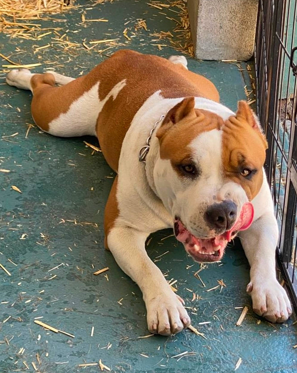 Taz joined the competition — help win amazing prizes! canidae, carnivore, collar, companion_dog, dog, dog_breed, dog_collar, dog_supply, fawn, fence, leash, non_sporting_group, pet_supply, snout, sporting_group, whiskers, working_animal, working_dog