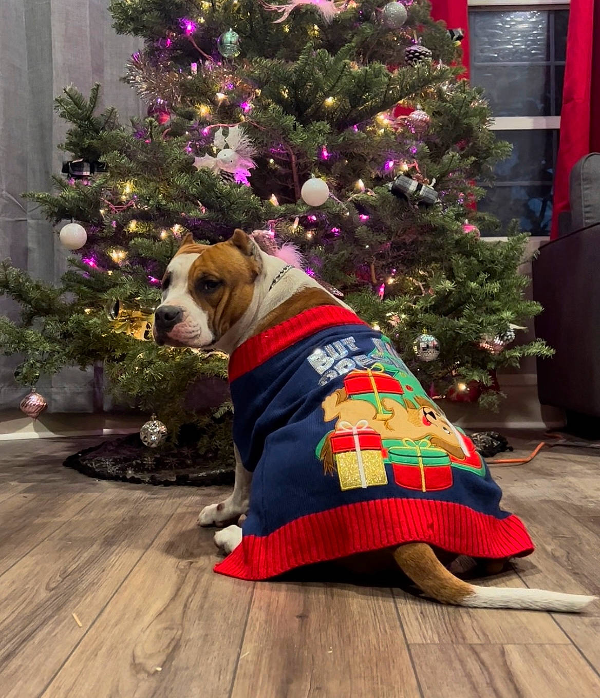 Taz joined the competition — help win amazing prizes! carnivore, christmas, christmas_decoration, christmas_ornament, christmas_tree, collar, companion_dog, dog, dog_breed, dog_supply, event, fawn, holiday, holiday_ornament, ornament, pet_supply, plant, tree, window, wood
