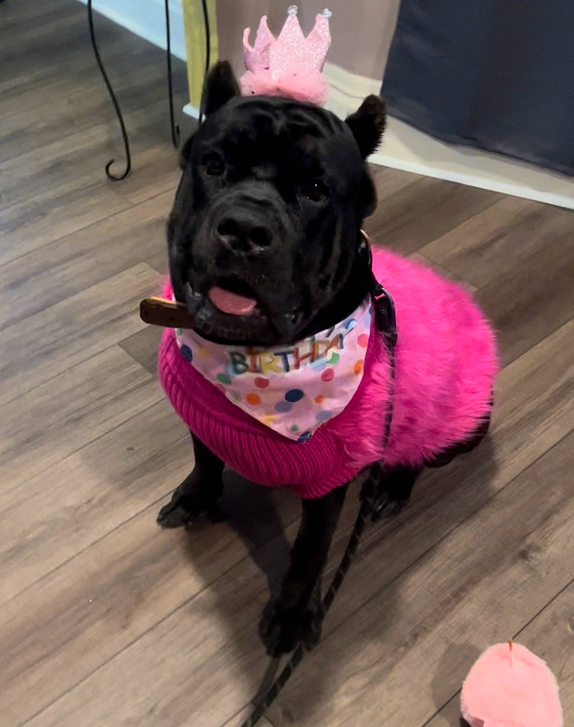 Onyx joined the competition — help win amazing prizes! carnivore, collar, companion_dog, dog, dog_breed, dog_clothes, dog_collar, dog_supply, fawn, flooring, hardwood, leash, magenta, pet_supply, pink, purple, snout, tail, wood, working_animal