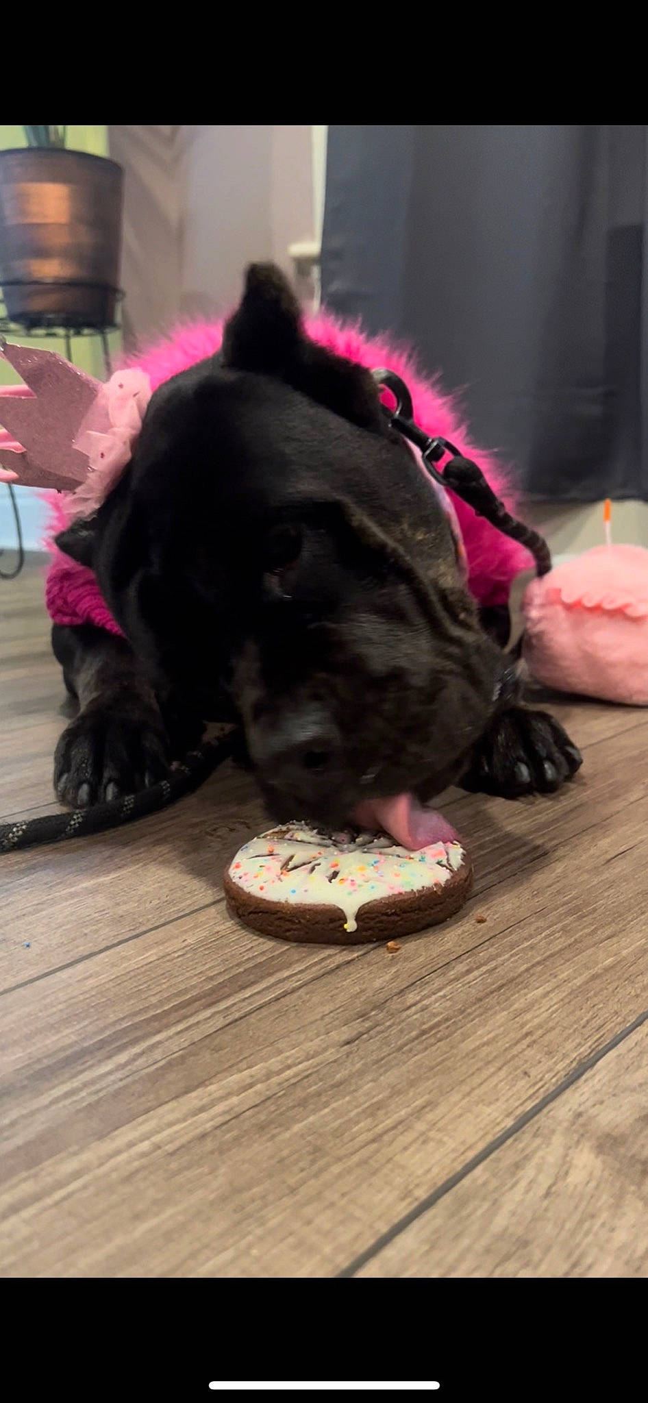 Onyx is registered to the contest to win money with this photo: canidae, carmine, carnivore, comfort, companion_dog, dog, dog_breed, dog_supply, fawn, felidae, flooring, fur, hardwood, magenta, pink, small_to_medium_sized_cats, snout, sporting_group, whiskers, wood