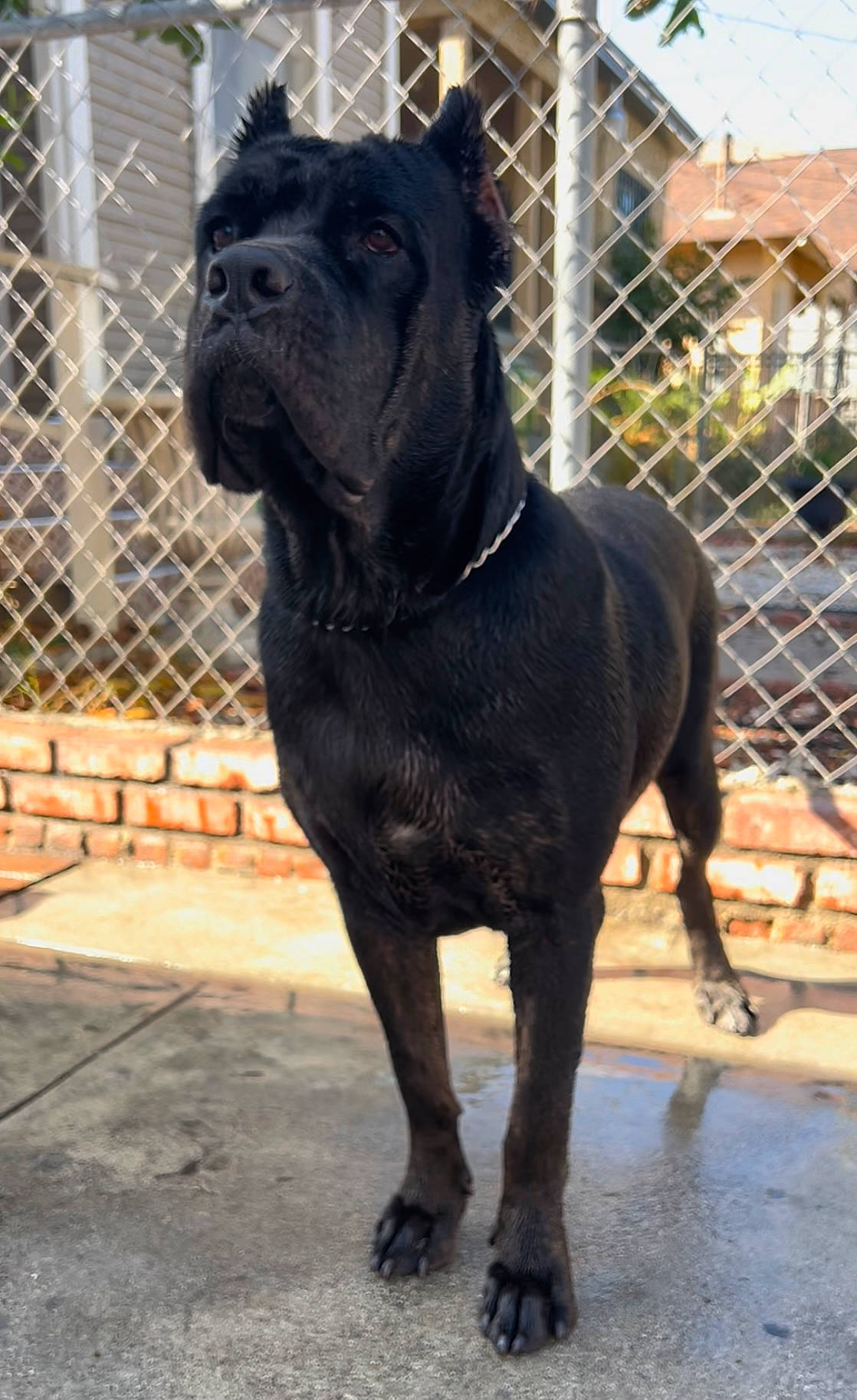 Onyx is registered to the contest to win money with this photo: ancient_dog_breeds, carnivore, companion_dog, dog, dog_breed, fawn, fence, guard_dog, liver, mesh, metal, molosser, pet_supply, snout, sporting_group, tail, terrestrial_animal, wire_fencing, working_animal, working_dog