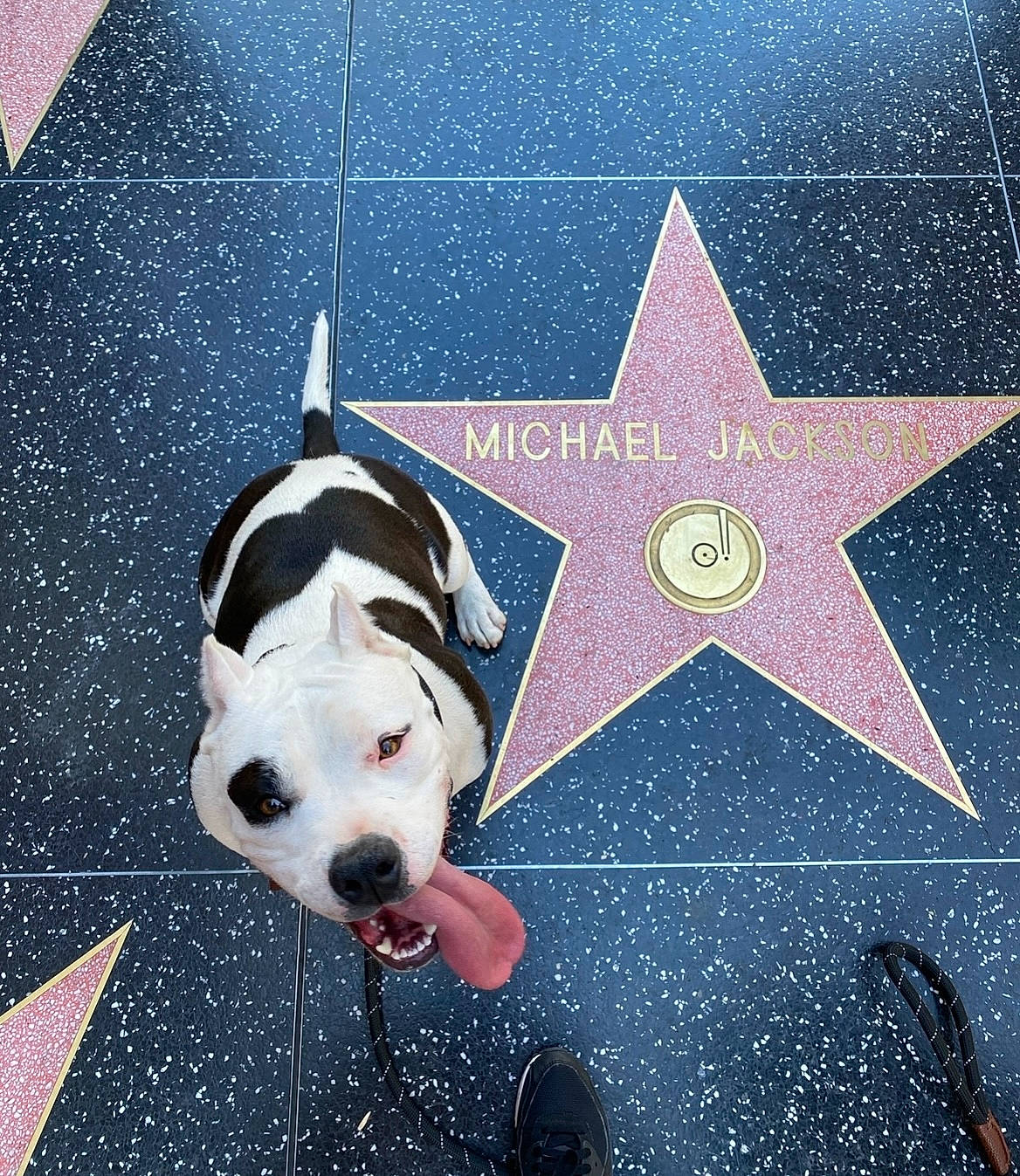 Ink is registered to the contest to win money with this photo: art, astronomical_object, canidae, carnivore, circle, collar, companion_dog, dog, dog_breed, font, line, metal, pattern, rectangle, snout, space, sporting_group, square, symmetry, triangle