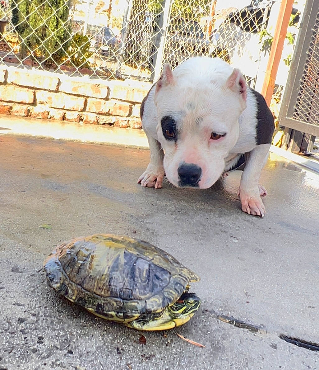 Ink is registered to the contest to win money with this photo: animal_shelter, cage, canidae, companion_dog, dog, dog_breed, dog_supply, fence, geoemydidae, mesh, pet_supply, pond_turtle, reptile, terrestrial_animal, tortoise, toy_dog, turtle, whiskers, wire_fencing, working_animal