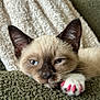 Walter Mitty is registered to the contest to win money with this photo: cat, siamese, kitten, sleepy, paw, claws, pink_nails, fur, face, ear, whiskers, blanket, texture, close_up, pet, indoor, resting, cute, animal, soft