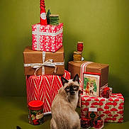 Walter Mitty is registered to the contest to win money with this photo: cat, siamese_cat, christmas, presents, gift_wrapping, holiday, decorations, green_background, ribbon, box, festive, holiday_greeting_card, candle, spools_of_ribbon, red, brown, white, animal, pet, indoor