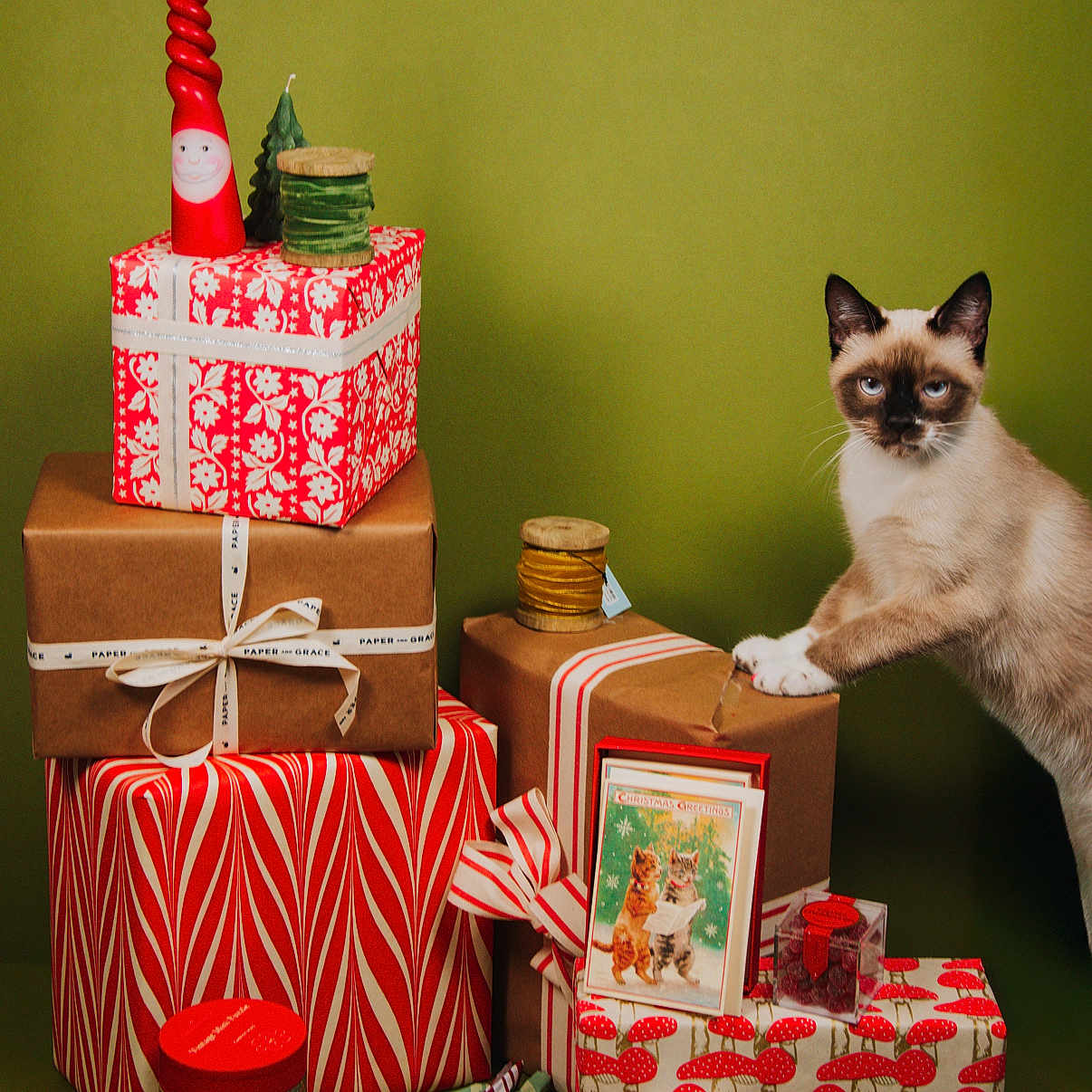 Walter Mitty joined the competition — help win amazing prizes! blue_eyes, candles, cat, celebration, christmas, curious, decorations, festive, gift_boxes, green_background, holiday, holiday_card, patterned_wrap, presents, red, ribbons, siamese_cat, stacked_gifts, tape, white