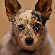 Imani is registered to the contest to win money with this photo: alert, animal, blue_eyes, canine, close_up, cute, dog, domestic_animal, ears_up, face, focused, fur, indoor, looking_at_camera, muzzle, pet, portrait, soft_background, speckled_coat, whiskers