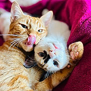 Jean Mich Et Denise participe au concours pour gagner de l'argent avec cette photo : animal, black_markings, blanket, cat, closeup, companions, cute, cute_expression, feline, fur, indoor, orange_tabby, pets, playful, relaxing, snuggling, soft_texture, tongue_out, whiskers, white_cat