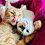 animal, black_markings, blanket, cat, closeup, companions, cute, cute_expression, feline, fur, indoor, orange_tabby, pets, playful, relaxing, snuggling, soft_texture, tongue_out, whiskers, white_cat