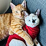 animal, cat, cats, close_up, companionship, couch, cute, domestic, ears, feline, fur, furniture, ginger_cat, indoor, pet, pets, red_clothing, snuggling, whiskers, white_cat