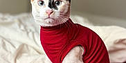 Jean Mich Et Denise participe au concours pour gagner de l'argent avec cette photo : animal, bed, blanket, blue_eyes, cat, closeup, cozy, cute, domestic_cat, feline, fur, indoor, pet, portrait, red_clothing, sitting, soft_lighting, sweater, whiskers, white_fur