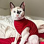 animal, bed, blanket, blue_eyes, cat, closeup, cozy, cute, domestic_cat, feline, fur, indoor, pet, portrait, red_clothing, sitting, soft_lighting, sweater, whiskers, white_fur