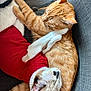 adorable, animal, cat, cats, closeup, couch, cozy, cute, friendship, fur, indoor, orange_cat, paw, pet, red_shirt, relaxing, sleeping, snuggling, soft, white_cat