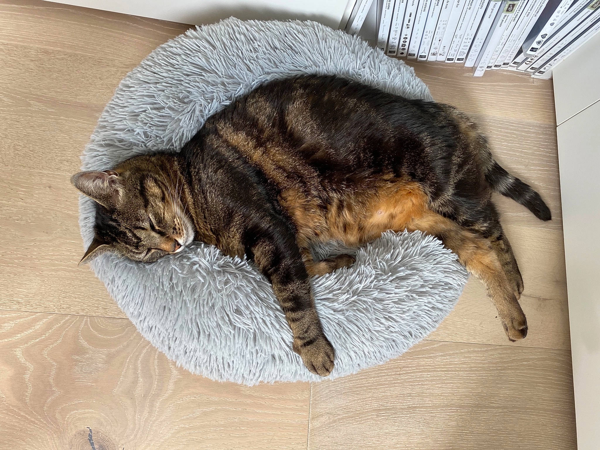 Stitch participe au concours pour gagner de l'argent avec cette photo : carnivore, cat, comfort, domestic_short_haired_cat, felidae, fur, home_accessories, laminate_flooring, mammal, pet_supply, plywood, small_to_medium_sized_cats, tail, terrestrial_animal, vertebrate, whiskers, wood_flooring