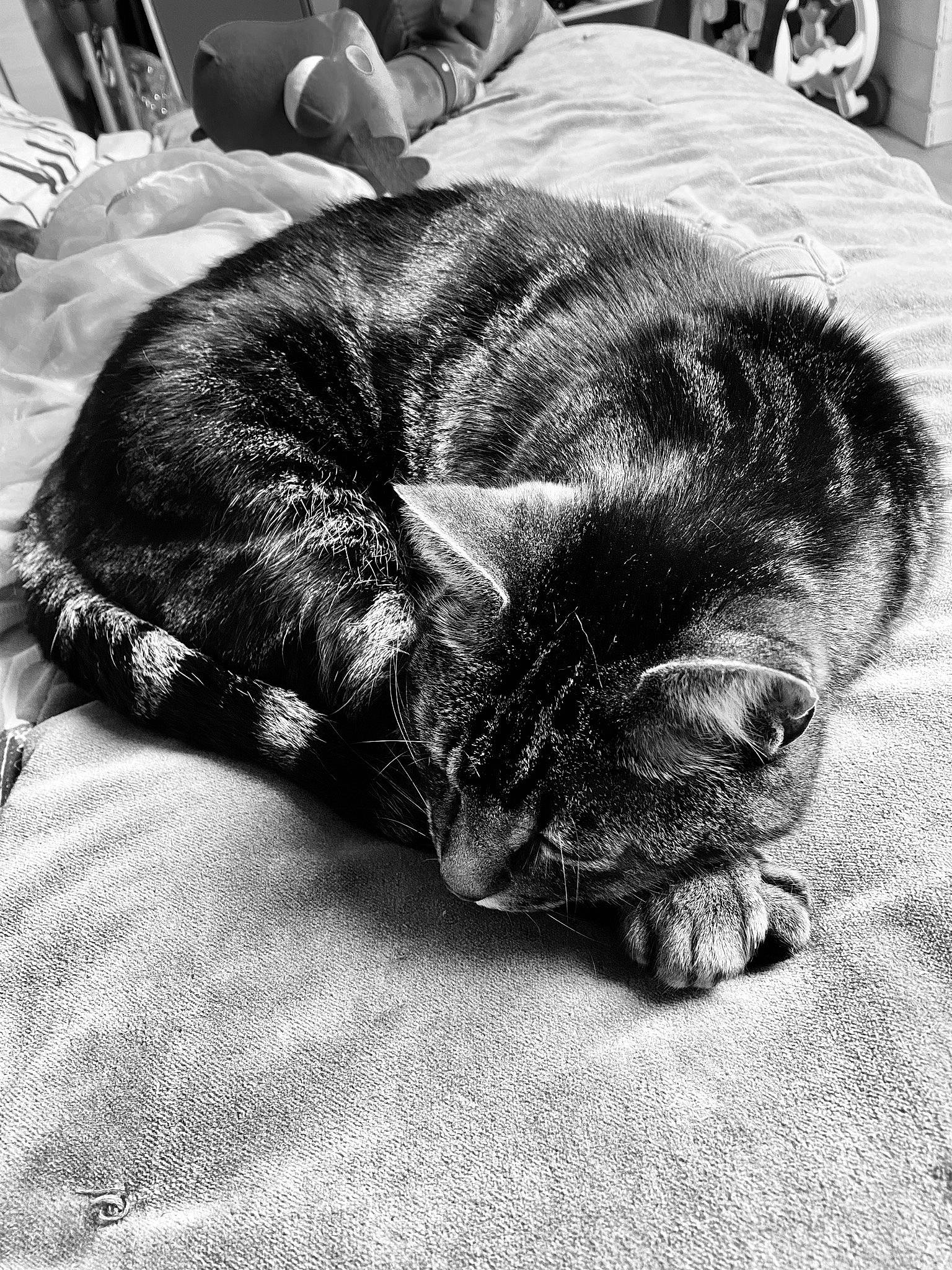 Stitch participe au concours pour gagner de l'argent avec cette photo : black_and_white, carnivore, cat, claw, comfort, felidae, fur, linens, nap, paw, sleep, small_to_medium_sized_cats, snout, vertebrate, whiskers