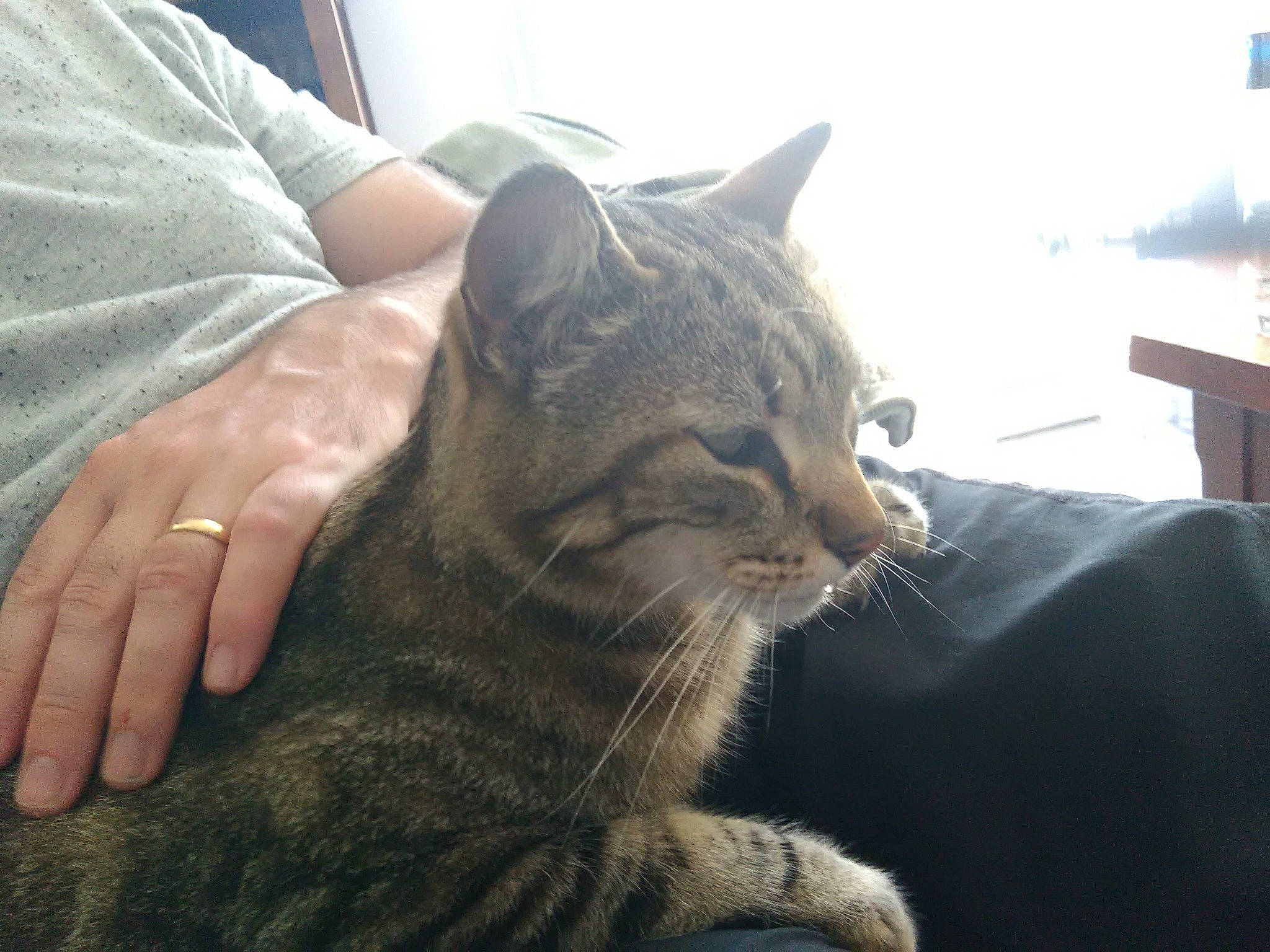 Kerity a rejoint le concours — aidez-le/la à gagner de superbes lots ! carnivore, cat, claw, comfort, domestic_short_haired_cat, felidae, fur, gesture, sitting, small_to_medium_sized_cats, snout, terrestrial_animal, whiskers