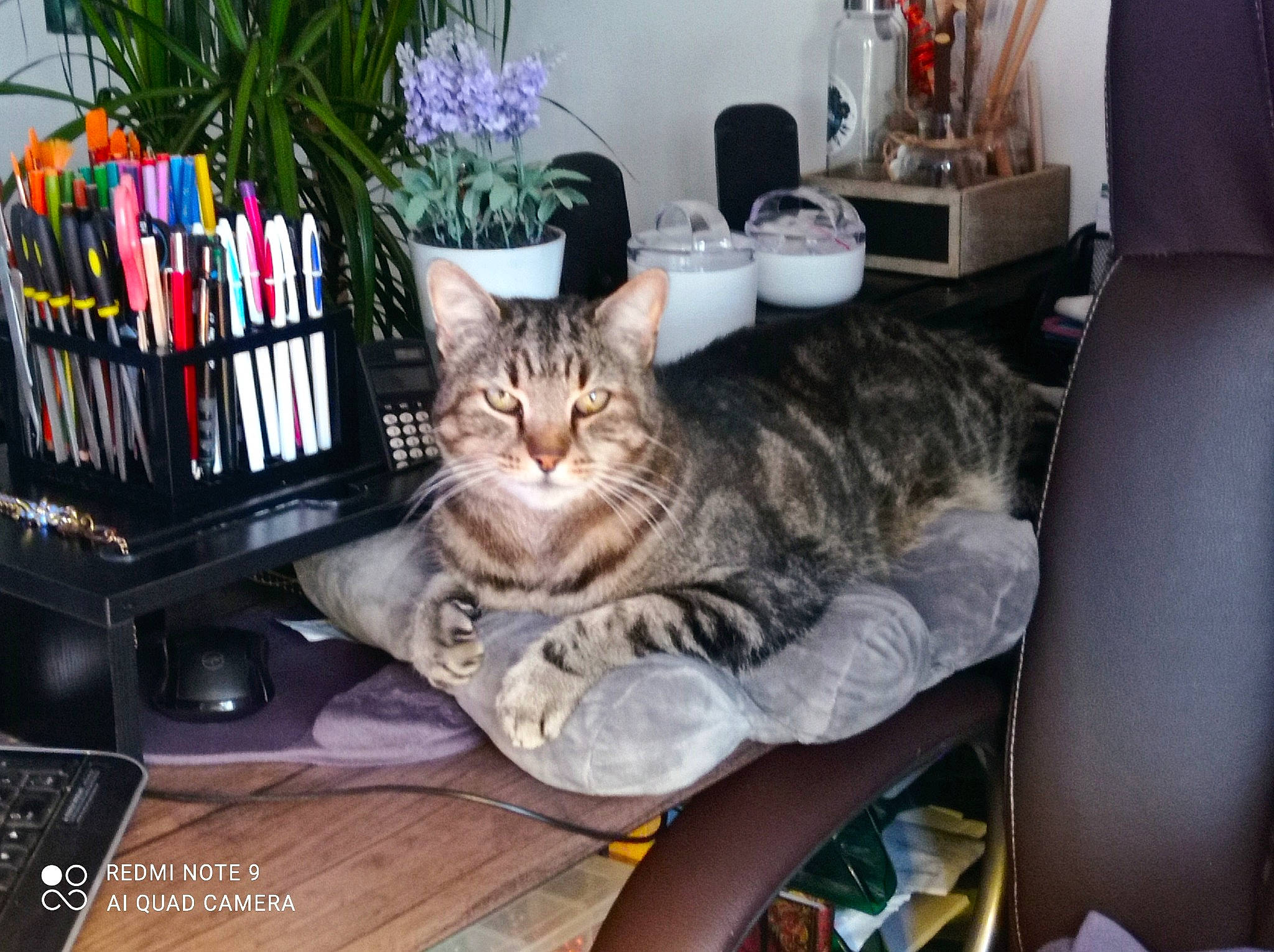 Kerity a rejoint le concours — aidez-le/la à gagner de superbes lots ! carnivore, cat, comfort, couch, domestic_short_haired_cat, felidae, flower, flowerpot, fur, houseplant, interior_design, lap, living_room, plant, room, sitting, small_to_medium_sized_cats, tail, vertebrate, whiskers