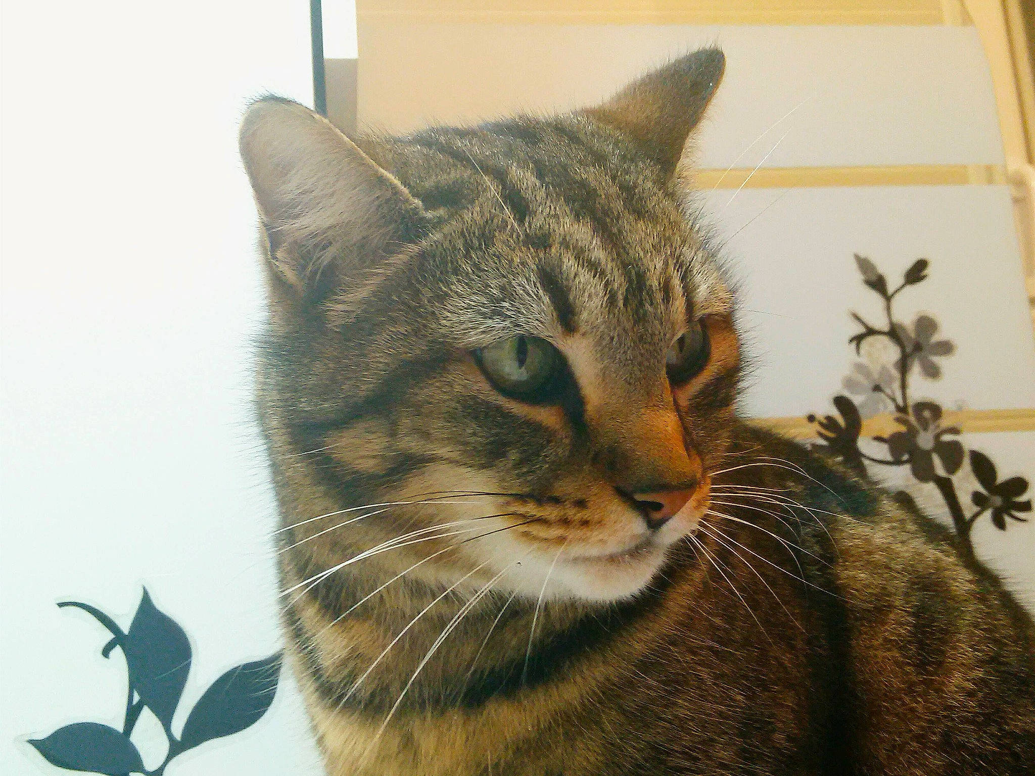 Kerity a rejoint le concours — aidez-le/la à gagner de superbes lots ! carnivore, cat, domestic_short_haired_cat, door, eye, felidae, fur, grass, plant, sitting, small_to_medium_sized_cats, snout, tail, terrestrial_animal, tree, whiskers, wildlife, window