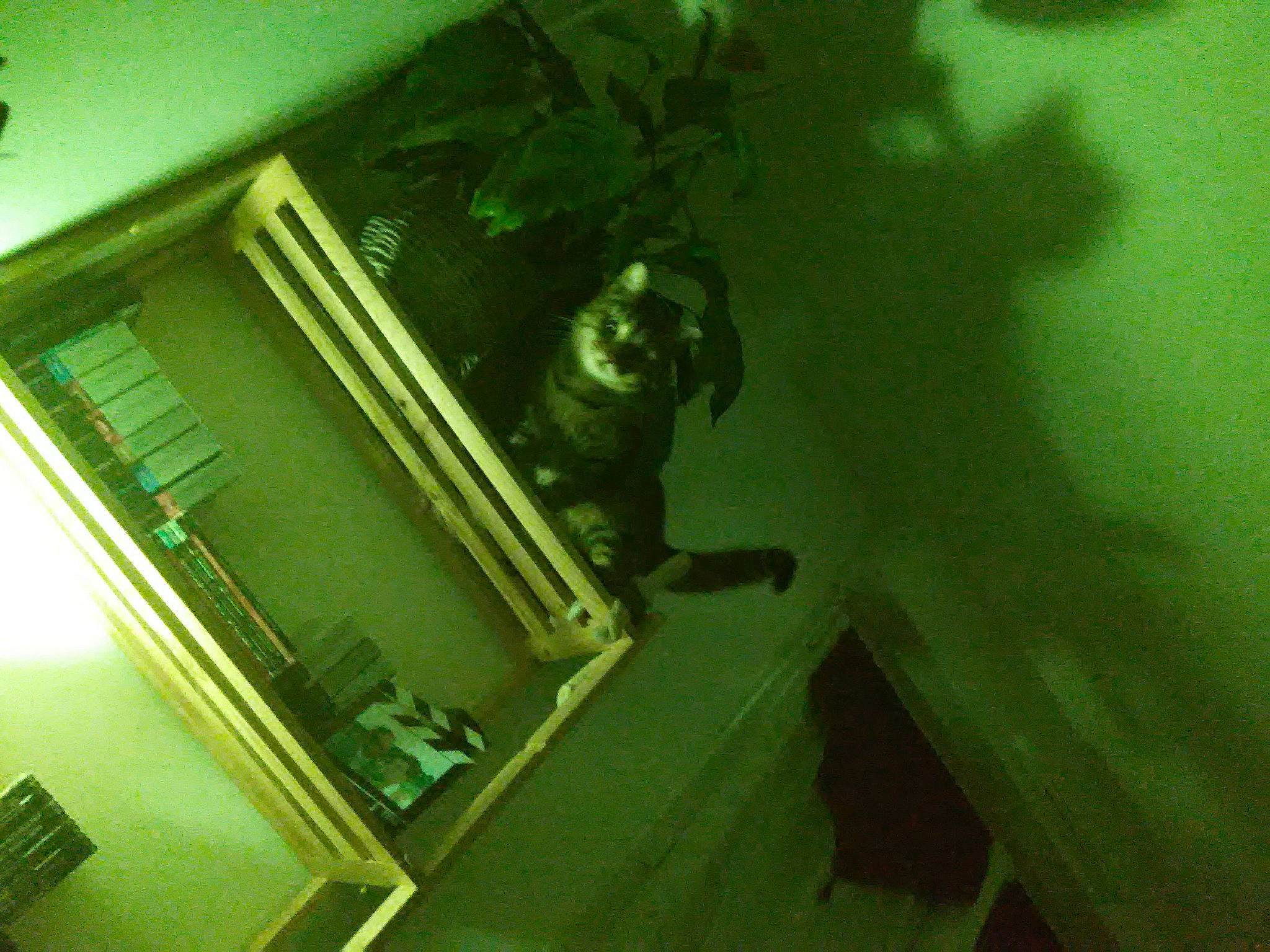 Kerity a rejoint le concours — aidez-le/la à gagner de superbes lots ! building, carnivore, ceiling, companion_dog, darkness, door, felidae, flooring, glass, house, indoor_games_and_sports, personal_protective_equipment, room, shadow, small_to_medium_sized_cats, sporting_group, stairs, tail, tints_and_shades, wood