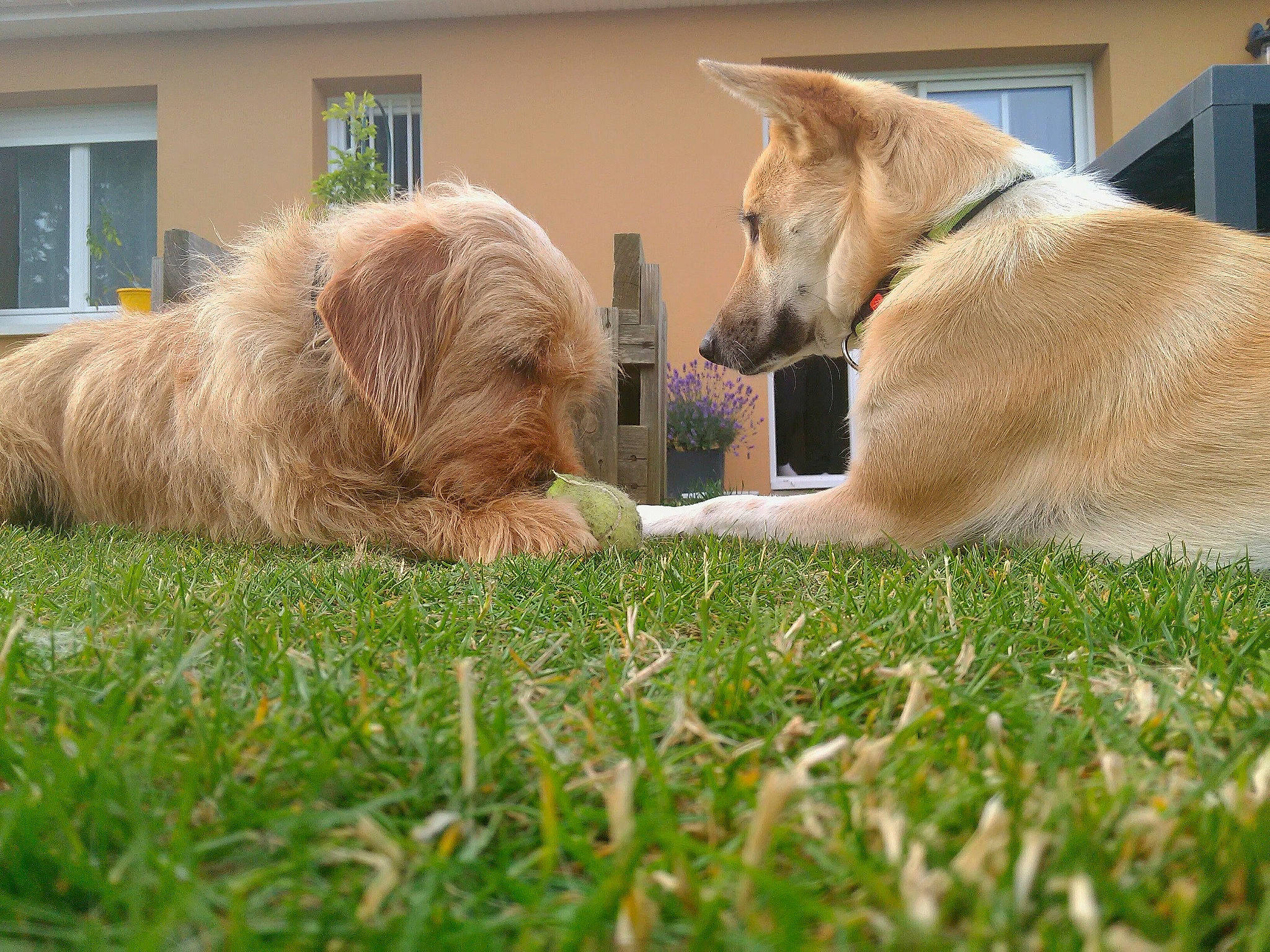 Yarra participe au concours pour gagner de l'argent avec cette photo : building, canidae, carnivore, chair, collar, companion_dog, dog, dog_breed, dog_supply, fawn, grass, house, lawn, plant, small_terrier, snout, sporting_group, tail, window, working_animal