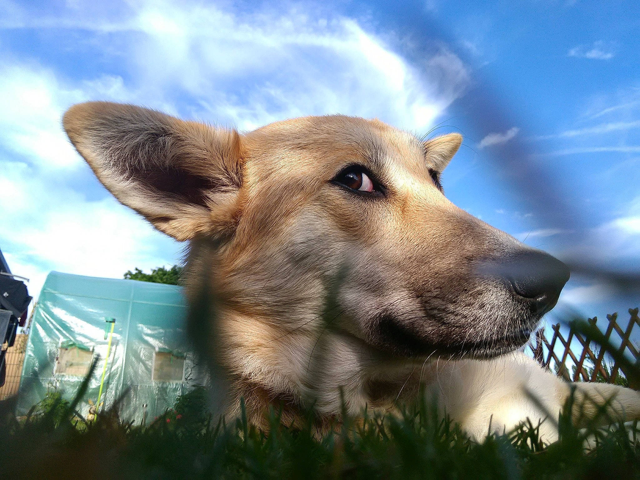 Yarra a rejoint le concours — aidez-le/la à gagner de superbes lots ! bag, canidae, carnivore, cloud, companion_dog, cumulus, dog, dog_breed, fawn, fence, grass, grassland, happy, landscape, meteorological_phenomenon, plant, sky, terrestrial_animal, whiskers, working_animal