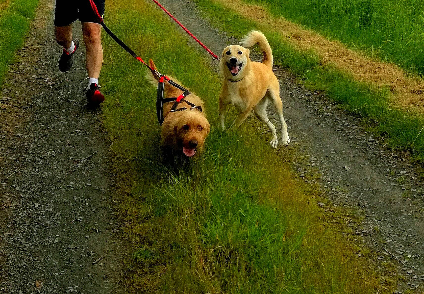 Yarra participe au concours pour gagner de l'argent avec cette photo : animal_training, bulldog, canidae, carnivore, collar, companion_dog, dog, dog_breed, dog_collar, dog_walking, fawn, grass, leash, non_sporting_group, pet_supply, plant, sporting_group, toy_dog, working_animal, working_dog