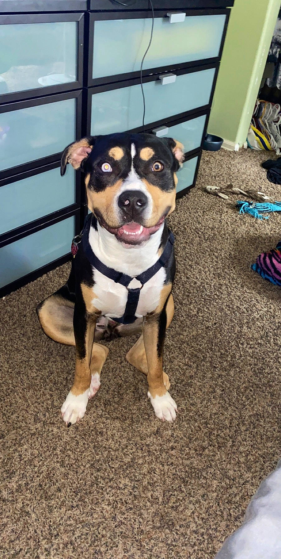 Jericho is registered to the contest to win money with this photo: canidae, carnivore, collar, companion_dog, dog, dog_breed, dog_clothes, dog_collar, dog_supply, fashion_accessory, fawn, fence, guard_dog, leash, pet_supply, snout, sporting_group, whiskers, working_animal, working_dog