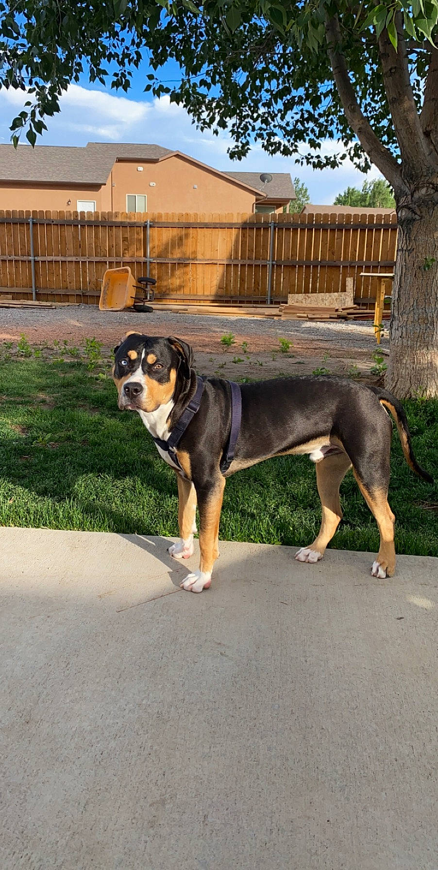 Jericho joined the competition — help win amazing prizes! asphalt, building, carnivore, cloud, collar, companion_dog, dog, dog_breed, fawn, fence, grass, house, plant, road_surface, sky, snout, sporting_group, tail, tree, working_animal