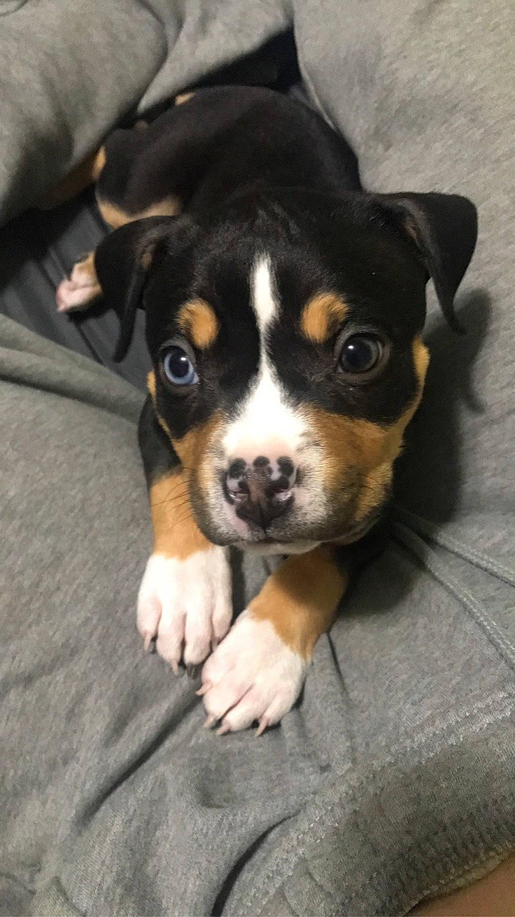 Jericho is registered to the contest to win money with this photo: bernese_mountain_dog, canidae, carnivore, companion_dog, dog, dog_breed, fur, head, plant, puppy, snout, sporting_group, terrestrial_animal, toy_dog, whiskers, working_animal, working_dog