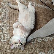 Amalia participe au concours pour gagner de l'argent avec cette photo : animal, cat, cozy, cute, feline, floor, fur, green_eyes, home, indoor, lying_down, paws, pet, relaxed, resting, rug, texture, upside_down, wooden_chair, woven_rug