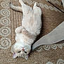 animal, cat, cozy, cute, feline, floor, fur, green_eyes, home, indoor, lying_down, paws, pet, relaxed, resting, rug, texture, upside_down, wooden_chair, woven_rug