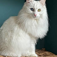 Dottie-Marie is registered to the contest to win money with this photo: animal, basket, blue_eye, calm, cat, cute, domestic_animal, feline, fluffy, fur, heterochromia, indoor, looking, pet, portrait, sitting, soft, white_cat, woven, yellow_eye